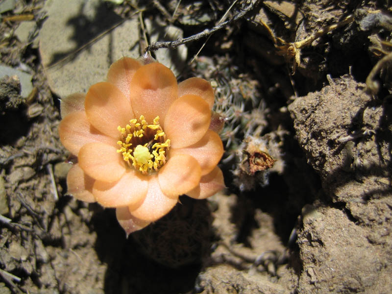 Rebutia pygmaea MN 269 (Miyuyoc, 3900m,Arg)
