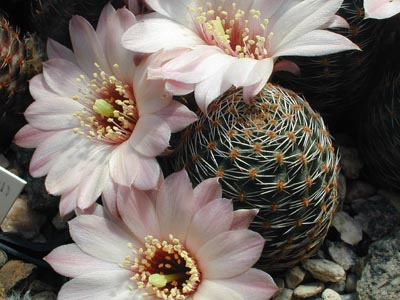Rebutia pygmaea 'haagei' v. canacruzensis WR 642 (Cana Cruz-Camargo, Bol)