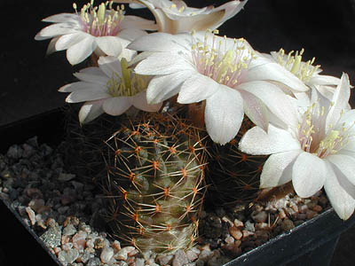 Rebutia pygmaea 'haagei' v. eos RH 326 (Mal Paso, 3700m, Bol) - 2