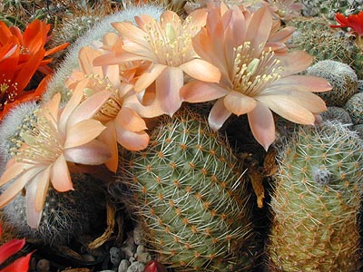 Rebutia pygmaea 'haagei' v. mudanensis WR 689 (Cerro Mudana, Arg)
