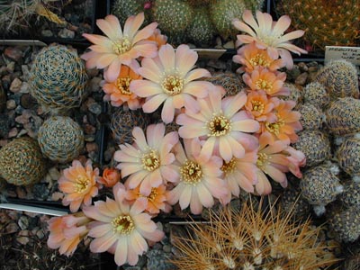 Rebutia pygmaea 'haagei' v. pallida WR 645 (La Cueva, 3500m, Bol)