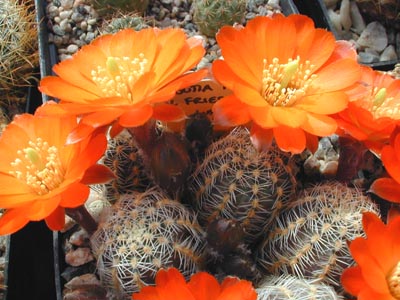 Rebutia pygmaea v. friedrichiana WR 646 (La Cueva, 3500m, Bol)