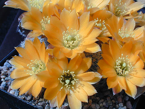 Rebutia pygmaea v. knizei RH 868 (ex steinmanni var.) (Huari-Huari, Potosi, 3600m, Bol)