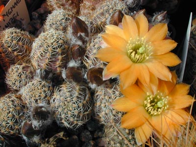 Rebutia pygmaea v. knizei WR 676a (Uyuni-Pazna, Bol)