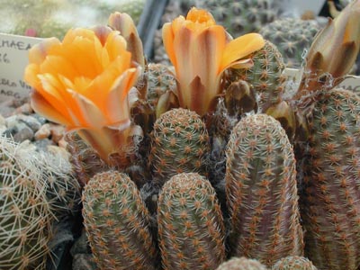 Rebutia pygmaea v. minor WR 630 (Yuquina, Bol)