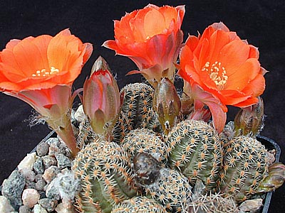 Rebutia pygmaea v. polypetala WR 301 (Cucho Ingenio, Bol)