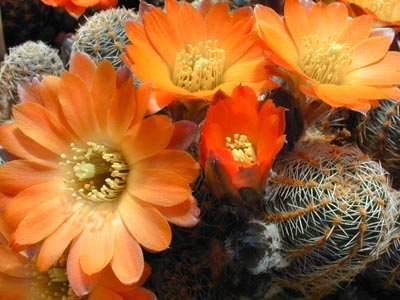 Rebutia pygmaea v. tafnaensis WR 508a (Tafna, Arg)