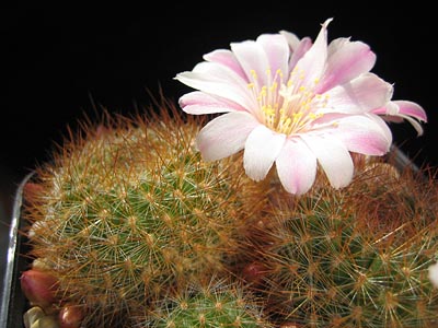 Rebutia spec. KK 1517 'residua n.n.' (Narvaez-Pilcomayo, Bol)
