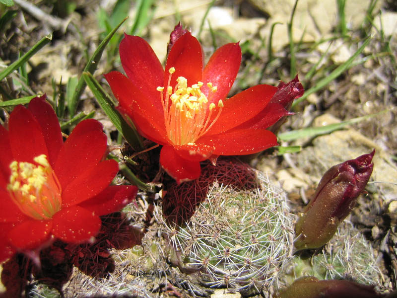 Rebutia spegazziniana MN 279 (Santa Victoria, Arg)