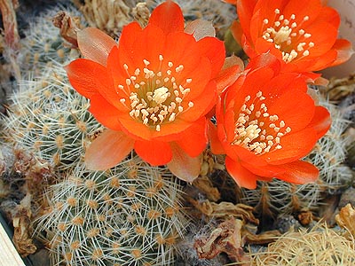 SuccSeed - Rebutia steinmannii v. christinae WR 492a (Nazareno, Arg)