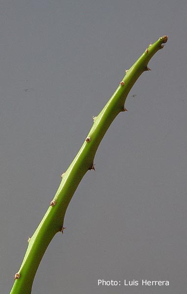 Selenicereus megalanthus - 2