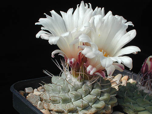 Strombocactus disciformis VB 15