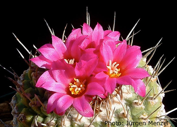 Strombocactus disciformis ssp. esperanzae