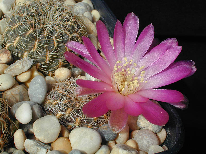 Sulcorebutia oenantha v. pampagrandensis JK 139