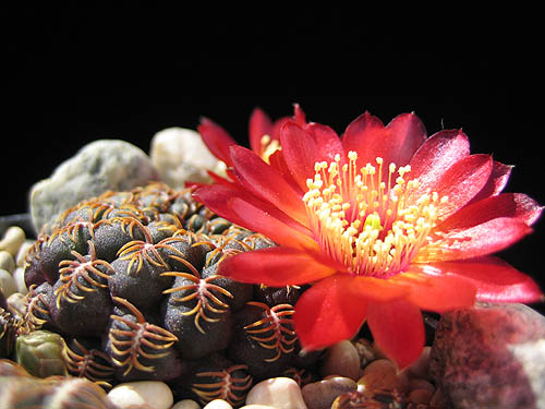 Sulcorebutia callichroma VZ 159 (Sucre-E Romeral, Co Huayquita, 3100m, Bol)