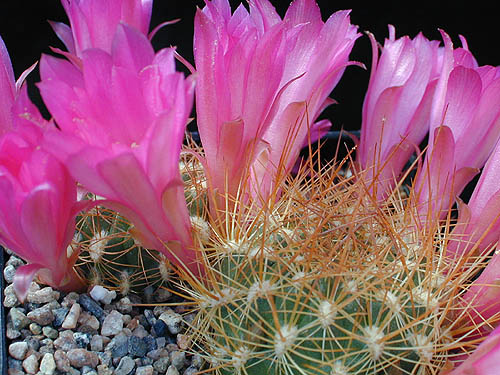 Sulcorebutia tiraquensis v. longiseta BLMT 10.01 (Monte Puncu, Carrasco, Coch, 3300m, Bol)