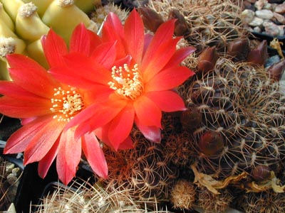 Sulcorebutia verticillacantha v. cuprea WR 476