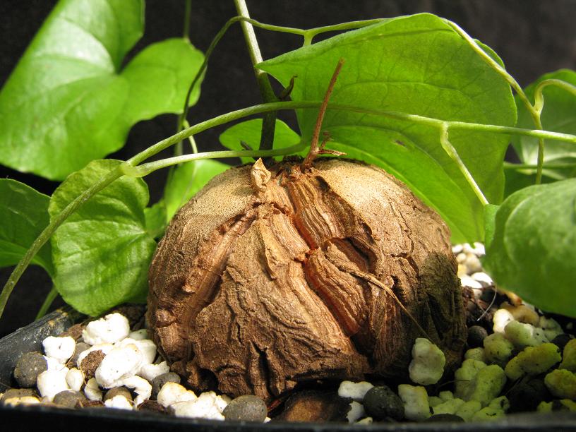Testudinaria elephantipens (Dioscorea) - 2
