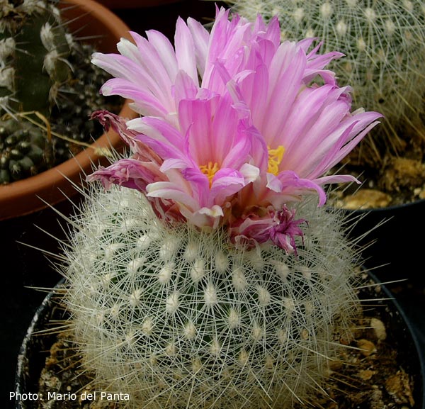 Thelocactus conothele v. macdowellii - 2