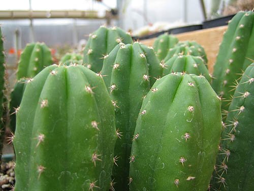 Superped. x Pachanoi Tricho Cereus 5-500 SEEDS Cactus Samen Echinopsis