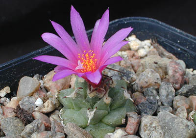 Turbinicarpus alonsoi (Xichu) - 2