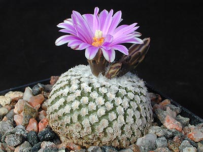 Turbinicarpus valdezianus