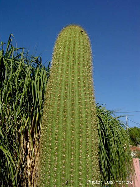 Weberbauerocereus winterianus - 3
