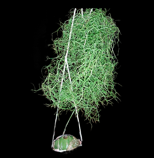 Bowiea volubilis