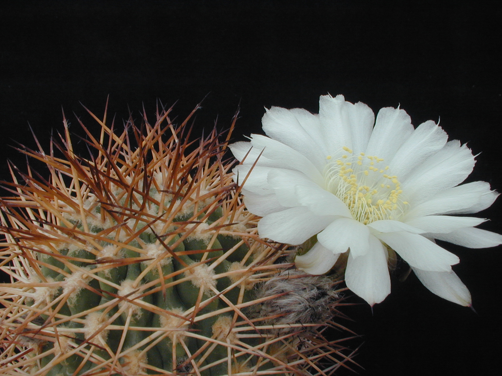Acanthocalycium thionanthum v. chionanthum MN 16 (Cachi, Arg)