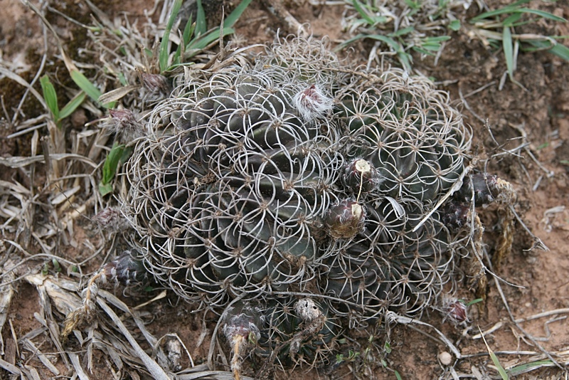 Echinopsis tapecuana MN 310 (San Lucas, 2000m, Arg)