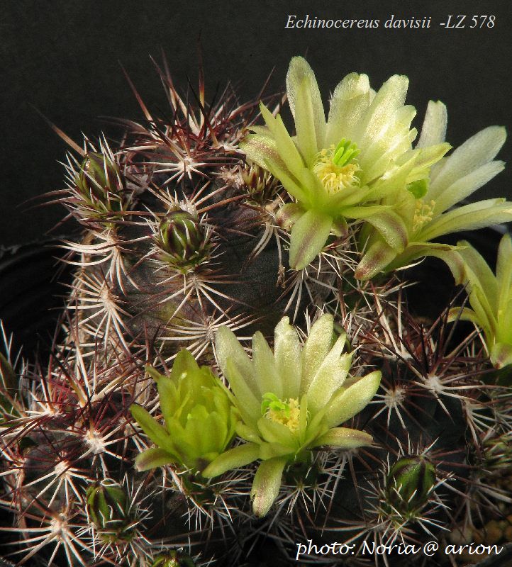 Echinocereus davisii LZ 578 (Marathon, TX, USA)
