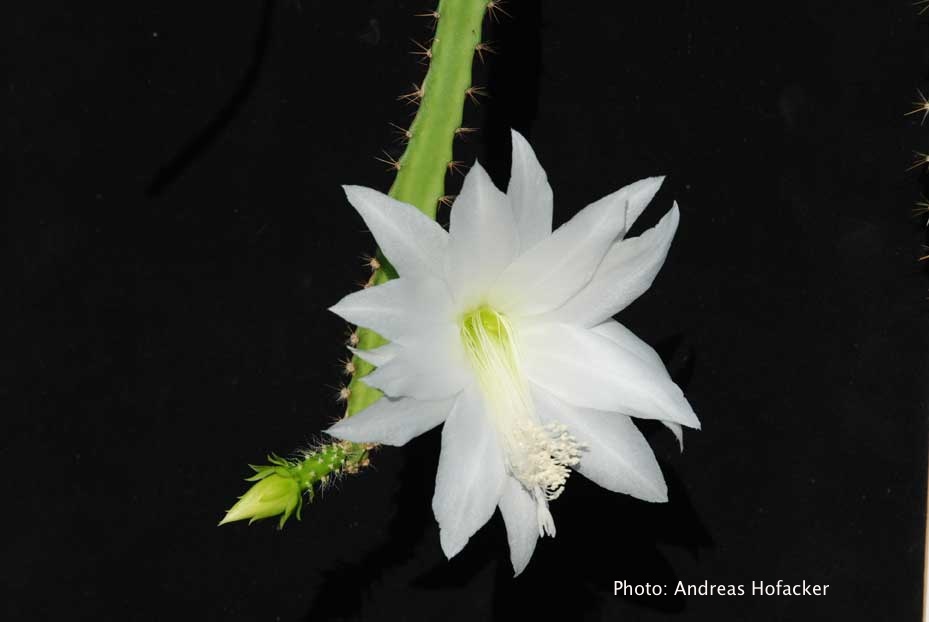 Disocactus speciosus fma amecamensis