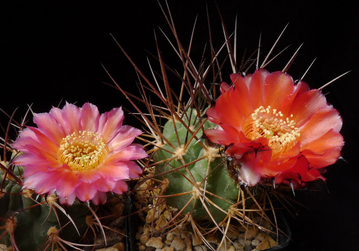 Acanthocalycium thionantha v. hovenii WR 1013 (E Santa Barbara, Salta, Arg)