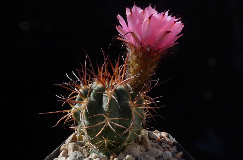 Acanthocalycium thionantha v. hovenii WR 1013 (E Santa Barbara, Salta, Arg) - 2
