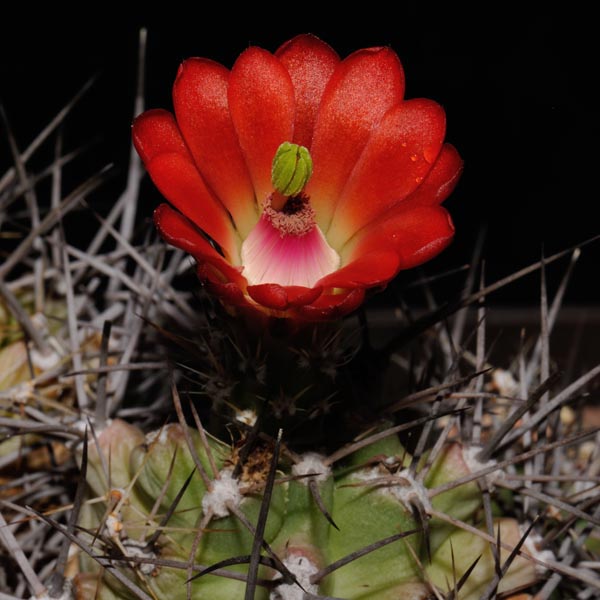 SuccSeed - Echinocereus coccineus ssp. paucispinus (Eagle Nest Canyon, NM)