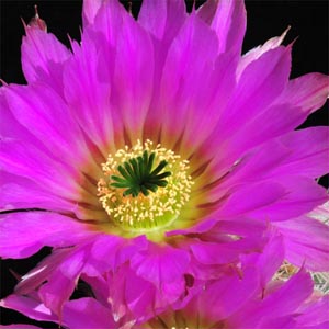 Echinocereus fitchii ssp. armatus (Huasteca Canyon, NL, Mex)