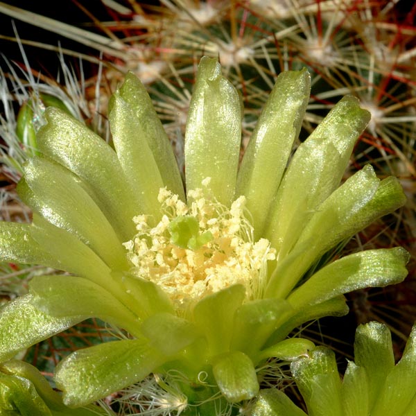 Echinocereus milleri (Coke Co, TX)