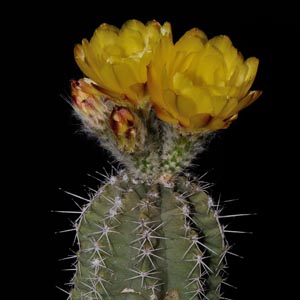SuccSeed - Echinocereus subinermis ssp. ochoterenae (Matatan, Sinaloa, Mex)