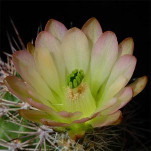 Echinocereus xroetteri (Orogrande, NM)
