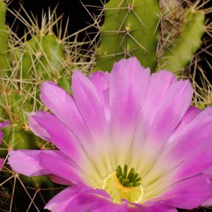 Echinocereus pentalophus (Arbolitos, SLP, Mex)