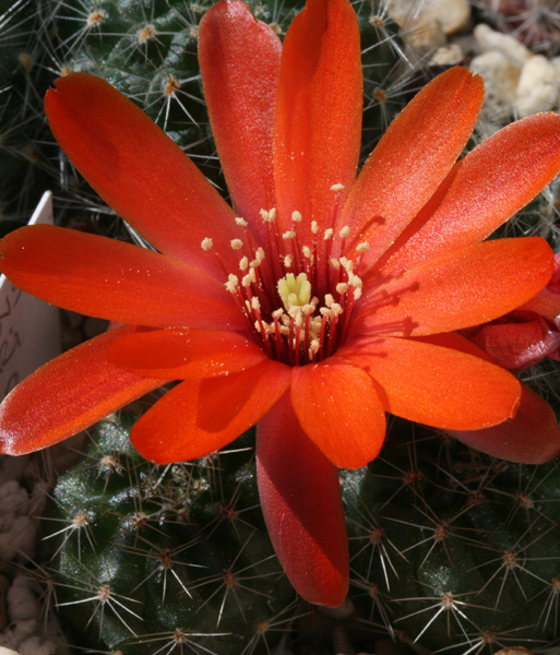 Rebutia atrovirens v. ritterii MN 330 (Trigohuiaco, Arg)