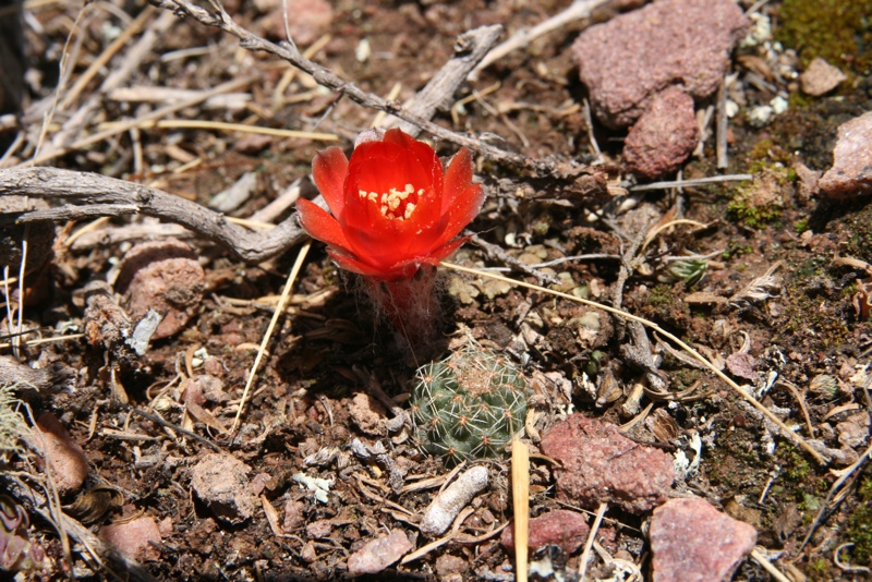Rebutia einsteinii v. tilcarensis MN 338 (Garganta del Diabolo, Tilcara, 3150m, Arg) - 2