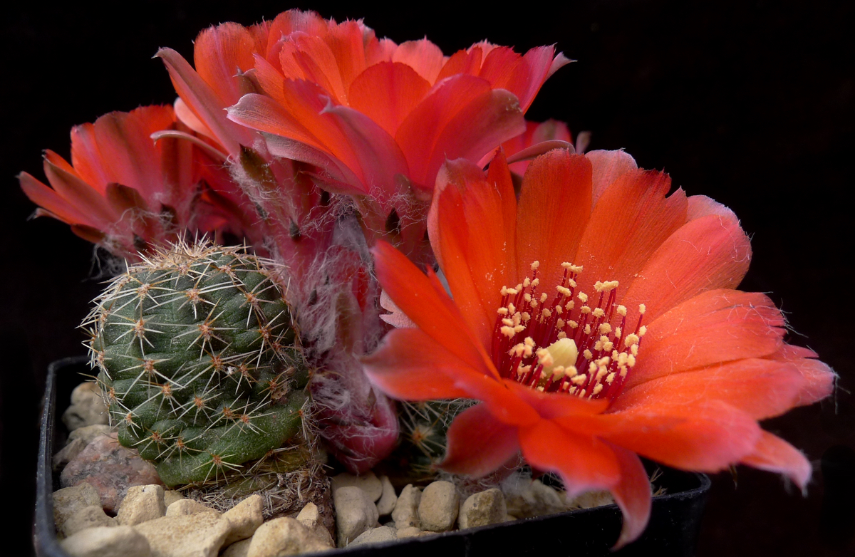 Rebutia einsteinii v. tilcarensis MN 338 (Garganta del Diabolo, Tilcara, 3150m, Arg)