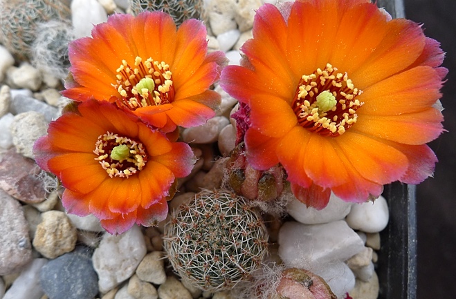 Rebutia einsteinii v. tilcarensis J 192a