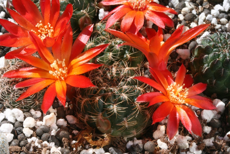 Sulcorebutia verticillacantha v. cuprea HS 221 (South of Torotoro10km, Charcas, Potosi, Bol)