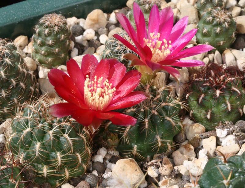 Sulcorebutia tiraquensis RH 801 (Epizana, Coch, Bol)