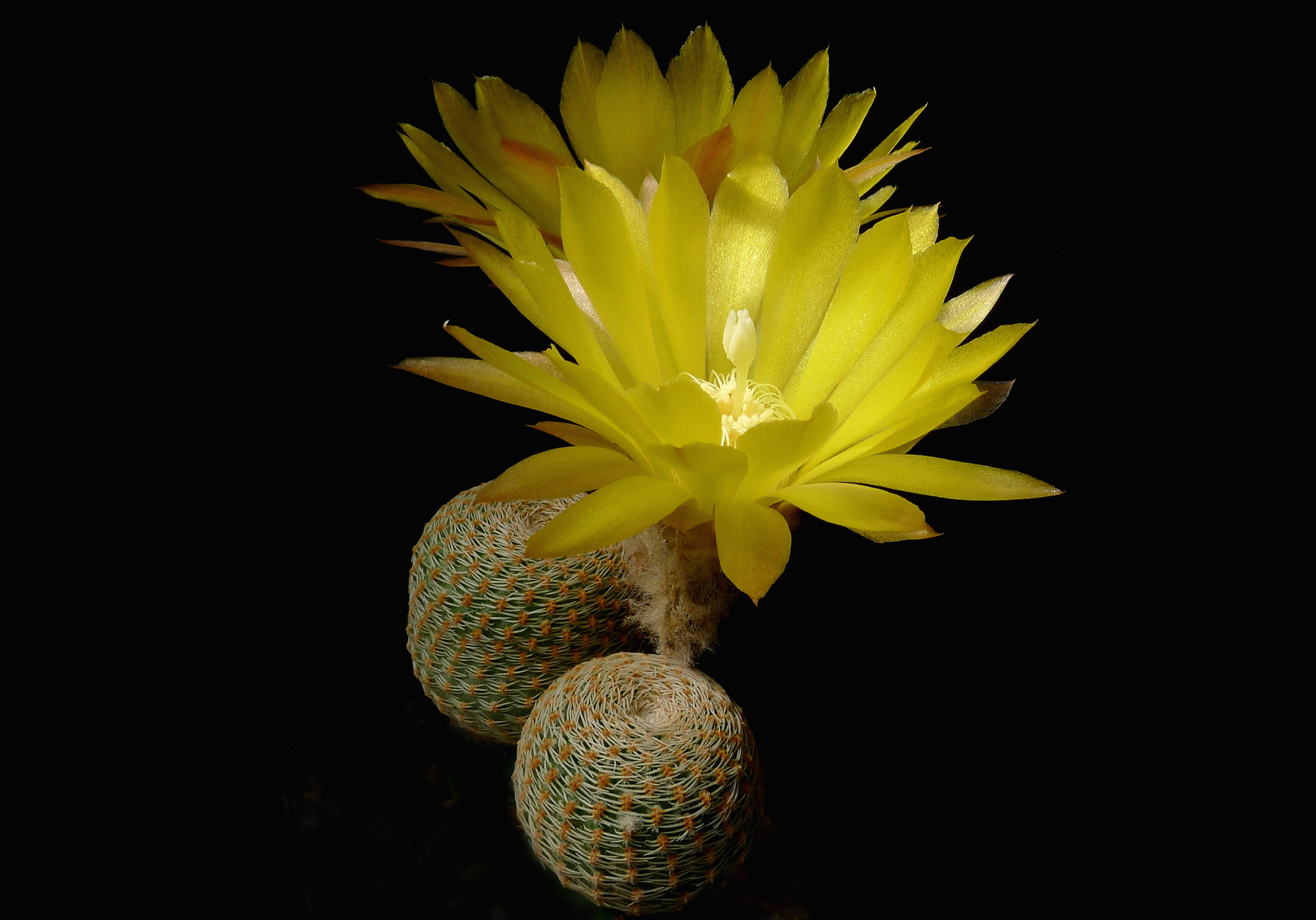 Lobivia famatimensis v. sanjuanensis HUN 623 (South of Jachal, San Juan, Arg, 997m)