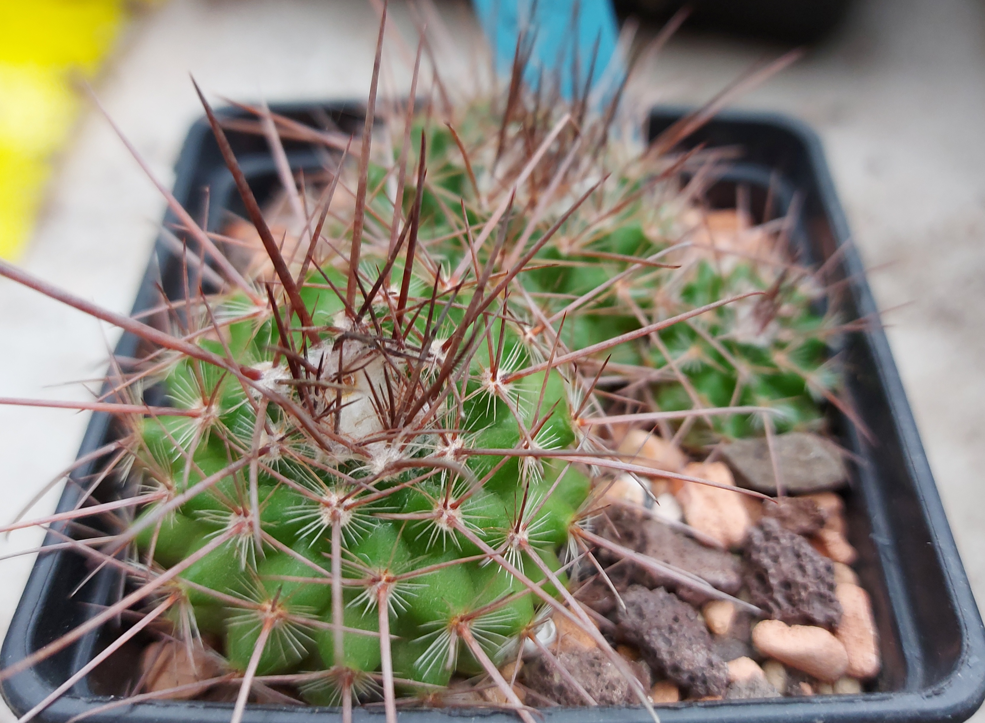 Parodia uhligiana MU 660.1 - 2