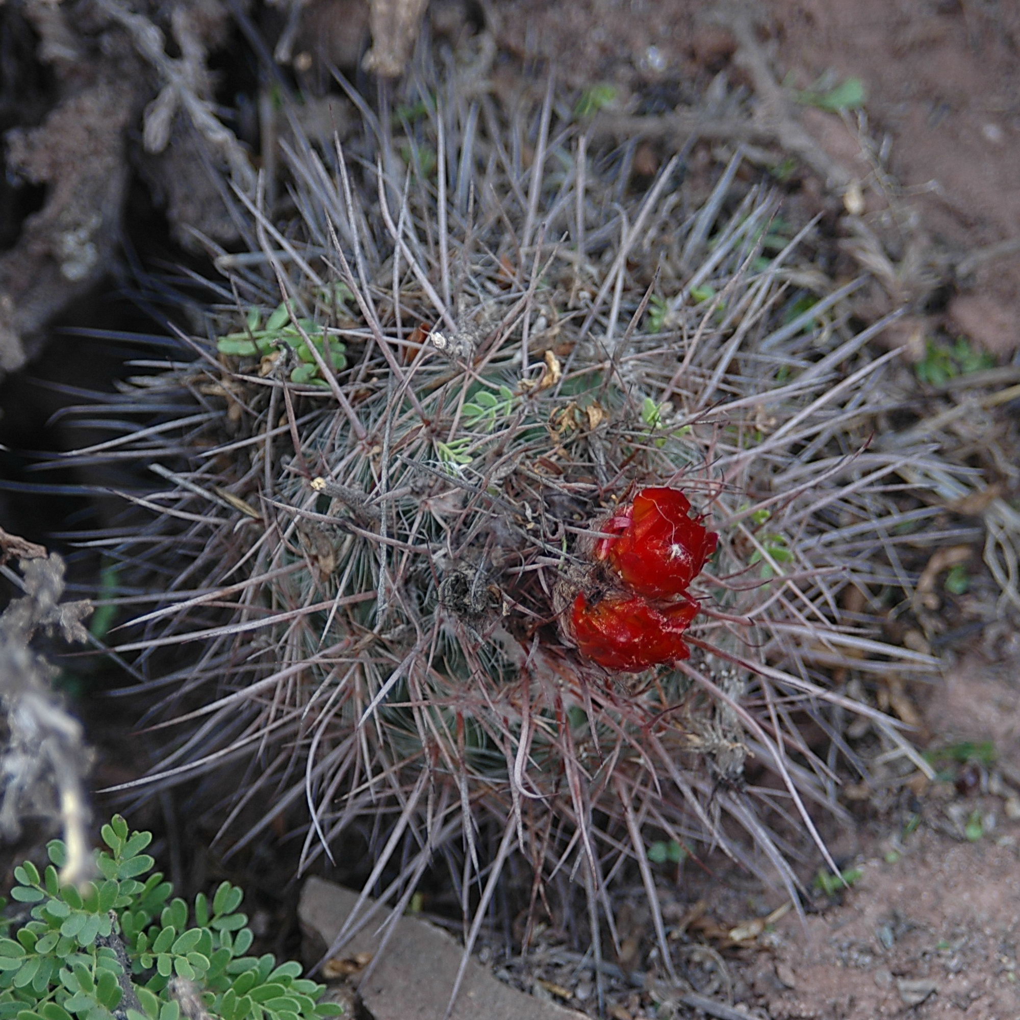 Parodia uhligiana MU 660.1