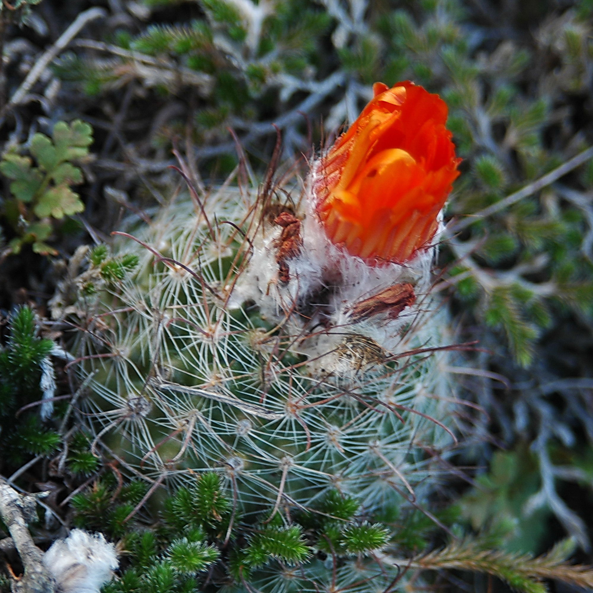 Parodia sanguiniflora MU 617.1 (El Alto to El Desmonte, Cat, Arg)